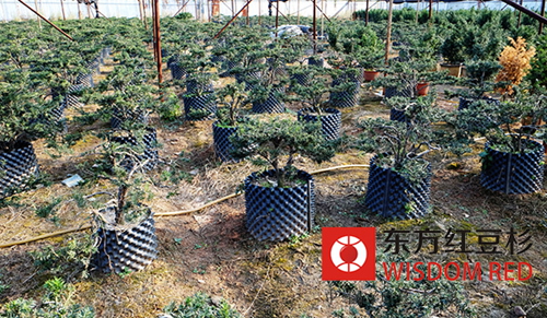 养护技术：红豆杉芽苗如何移栽好？