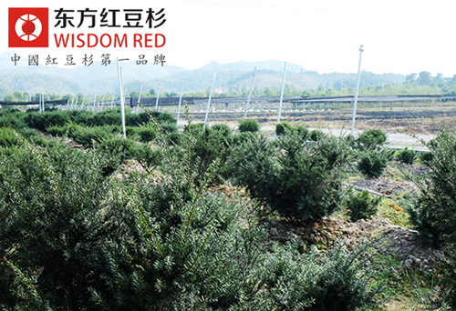 红豆杉种苗市场价格为何持续走低？