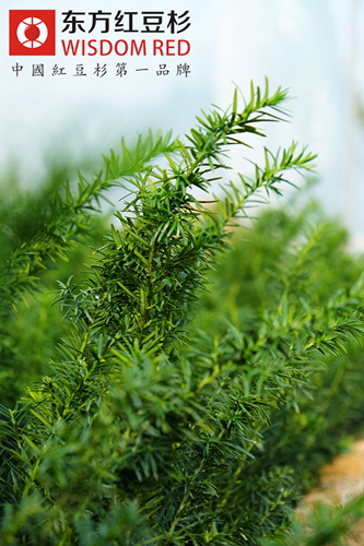 在滇西北偷剥和贩卖红豆杉树皮为何如此猖獗？